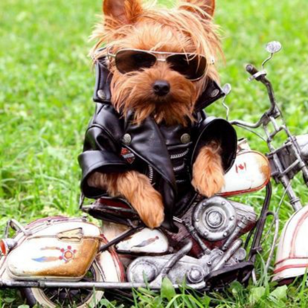 Meet your Posher, Vicki